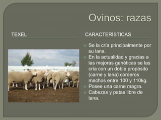 TEXEL   CARACTERÍSTICAS

           Se la cría principalmente por
            su lana.
           En la actualidad y gracias a
            las mejoras genéticas se las
            cría con un doble propósito
            (carne y lana) corderos
            machos entre 100 y 110kg.
           Posee una carne magra.
           Cabezas y patas libre de
            lana.
 