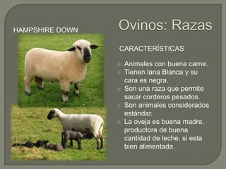HAMPSHIRE DOWN

                 CARACTERÍSTICAS

                    Animales con buena carne.
                    Tienen lana Blanca y su
                     cara es negra.
                    Son una raza que permite
                     sacar corderos pesados.
                    Son animales considerados
                     estándar.
                    La oveja es buena madre,
                     productora de buena
                     cantidad de leche, si esta
                     bien alimentada.
 
