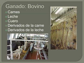  Carnes
 Leche
 Cuero
 Derivados de la carne
 Derivados de la leche
 