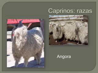 Angora
 