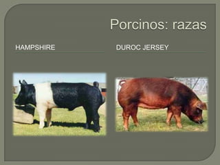 HAMPSHIRE   DUROC JERSEY
 