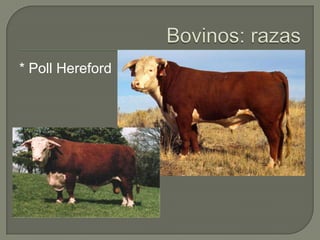 * Poll Hereford
 