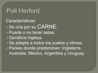 Características:
 Se cría por su CARNE.
 Puede o no tener astas.
 Genética inglesa.
 Se adapta a todos los suelos y climas.
 Países donde predominan: Inglaterra,
  Australia, México, Argentina y Uruguay.
 