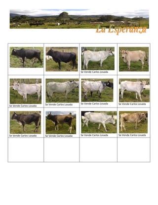 Se Vende Carlos Losada
Se Vende Carlos Losada Se Vende Carlos Losada Se Vende Carlos Losada Se Vende Carlos Losada
Se Vende Carlos Losada Se Vende Carlos Losada Se Vende Carlos Losada Se Vende Carlos Losada