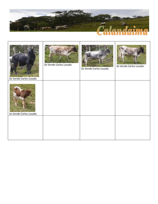 Se Vende Carlos Losada
Se Vende Carlos Losada
Se Vende Carlos Losada
Se Vende Carlos Losada
Se Vende Carlos Losada