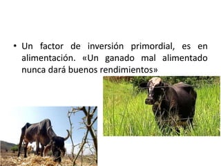• Un factor de inversión primordial, es en
alimentación. «Un ganado mal alimentado
nunca dará buenos rendimientos»
 