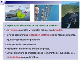 La explotación sostenible de los recursos marinos.
 Los recursos animales y vegetales del mar son limitados.
 Hay que asegurar una explotación sostenible de los recursos marinos.
 Algunas organizaciones proponen:
• Normativas de pesca severas.
• Repoblar el mar con cría artificial de peces.
• Limitar el número de embarcaciones (comprar flotas, subsidios, etc).
• La acuicultura como alternativa.
 