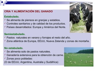CRIA Y ALIMENTACIÓN DEL GANADO
Estabulado.
 Se alimenta de piensos en granjas y establos.
 Controles sanitarios y de calidad de los productos.
 Países desarrollados: Europa y América del Norte.
Semiestabulado.
 Pastos naturales en verano y forrajes el resto del año.
 Zona atlántica de Europa, EEUU, Nueva Zelanda y zonas de montaña.
No estabulado.
 Se alimenta solo de pastos naturales.
 Ganadería extensiva para la obtención de carne.
 Zonas poco pobladas:
(O de EEUU, Argentina, Australia y Sudáfrica)
 