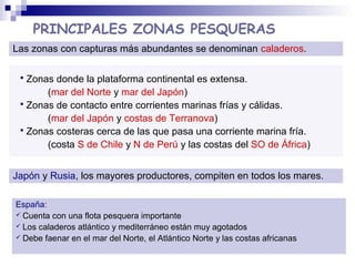 PRINCIPALES ZONAS PESQUERAS
Las zonas con capturas más abundantes se denominan caladeros.
 Zonas donde la plataforma continental es extensa.
(mar del Norte y mar del Japón)
 Zonas de contacto entre corrientes marinas frías y cálidas.
(mar del Japón y costas de Terranova)
 Zonas costeras cerca de las que pasa una corriente marina fría.
(costa S de Chile y N de Perú y las costas del SO de África)
Japón y Rusia, los mayores productores, compiten en todos los mares.
España:
 Cuenta con una flota pesquera importante
 Los caladeros atlántico y mediterráneo están muy agotados
 Debe faenar en el mar del Norte, el Atlántico Norte y las costas africanas
 