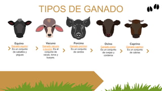 TIPOS DE GANADO
Ganado equino:
Es un conjunto
de caballos y
yeguas
Equino
Ganado vacuno
o bovino: Es el
conjunto de
vacas, toros y
bueyes.
Vacuno
Ganado porcino:
Es un conjunto
de cerdos
Porcino
Ganado ovino:
Es un conjunto
de ovejas y
corderos
Ovino
Ganado caprino:
Es un conjunto
de cabras
Caprino
 