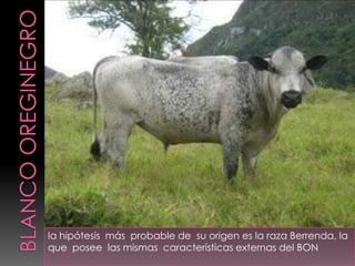 Las características más sobresalientes del Blanco Orejinegro son: Pelaje de color blanco