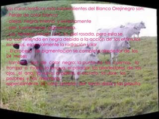  orejas  negras interna  y externamente 