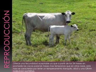  piel  fuertemente  pigmentada.