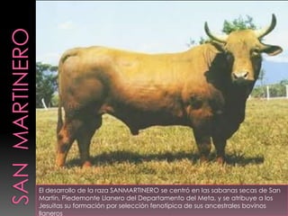  Los  terneros nacen  con  la  piel rosada, pero esta se va  convirtiendo en negra debido a la acción de  los estímulos externos, especialmente la radiación solar