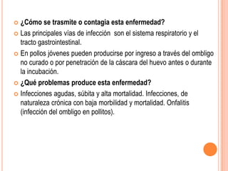  ¿Cómo se trasmite o contagia esta enfermedad?
 Las principales vías de infección son el sistema respiratorio y el
  tracto gastrointestinal.
 En pollos jóvenes pueden producirse por ingreso a través del ombligo
  no curado o por penetración de la cáscara del huevo antes o durante
  la incubación.
 ¿Qué problemas produce esta enfermedad?

 Infecciones agudas, súbita y alta mortalidad. Infecciones, de
  naturaleza crónica con baja morbilidad y mortalidad. Onfalitis
  (infección del ombligo en pollitos).
 