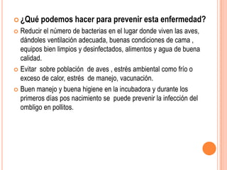  ¿Qué   podemos hacer para prevenir esta enfermedad?
 Reducir el número de bacterias en el lugar donde viven las aves,
  dándoles ventilación adecuada, buenas condiciones de cama ,
  equipos bien limpios y desinfectados, alimentos y agua de buena
  calidad.
 Evitar sobre población de aves , estrés ambiental como frío o
  exceso de calor, estrés de manejo, vacunación.
 Buen manejo y buena higiene en la incubadora y durante los
  primeros días pos nacimiento se puede prevenir la infección del
  ombligo en pollitos.
 