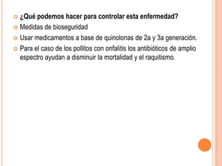  ¿Qué podemos hacer para controlar esta enfermedad?
 Medidas de bioseguridad

 Usar medicamentos a base de quinolonas de 2a y 3a generación.

 Para el caso de los pollitos con onfalitis los antibióticos de amplio
  espectro ayudan a disminuir la mortalidad y el raquitismo.
 