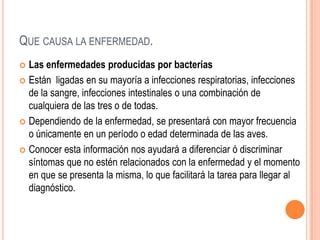 QUE CAUSA LA ENFERMEDAD.
 Las enfermedades producidas por bacterias
 Están ligadas en su mayoría a infecciones respiratorias, infecciones
  de la sangre, infecciones intestinales o una combinación de
  cualquiera de las tres o de todas.
 Dependiendo de la enfermedad, se presentará con mayor frecuencia
  o únicamente en un período o edad determinada de las aves.
 Conocer esta información nos ayudará a diferenciar ó discriminar
  síntomas que no estén relacionados con la enfermedad y el momento
  en que se presenta la misma, lo que facilitará la tarea para llegar al
  diagnóstico.
 