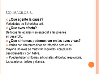 COLIBACILOSIS.
 ¿Que   agente la causa?
Variedades de Echerichia coli.
 ¿Que   aves afecta?
De todas las edades y en especial a las jóvenes
en desarrollo.
 ¿Que   síntomas podemos ver en las aves vivas?
 Varían con diferentes tipos de infección pero en su
mayoría las aves se muestran inquietas, con plumas
desordenadas y con fiebre.
 Pueden haber síntomas adicionales, dificultad respiratoria,
tos ocasional, jadeos y diarrea.
 