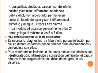 •  Los pollitos afectados parecen ser de inferior
    calidad y les falta uniformidad, apariencia
    débil y el plumón alborotado, permanecen
    cerca de fuente de calor y son indiferentes al
    alimento y al agua. A veces hay diarrea.
    • La mortalidad aparece generalmente a las 24
    horas y llega al máximo a los 5 a 7 días.
   ¿Que síntomas podemos ver en las aves muertas?
 Es  necesario diagnóstico de laboratorio porque infección por
  coli en diferentes formas puede parecer otras enfermedades y
  confundirse con ellas.
 Pero dentro de las lesiones o síntomas más característicos son
  : deshidratación, inflamación y congestión del hígado, el bazo y
  riñones. Hemorragias diminutas (hilos de sangre) en las
  vísceras.
 