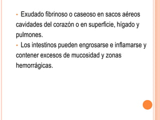 • Exudado fibrinoso o caseoso en sacos aéreos
cavidades del corazón o en superficie, hígado y
pulmones.
• Los intestinos pueden engrosarse e inflamarse y
contener excesos de mucosidad y zonas
hemorrágicas.
 