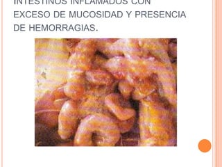 INTESTINOS INFLAMADOS CON
EXCESO DE MUCOSIDAD Y PRESENCIA
DE HEMORRAGIAS.
 