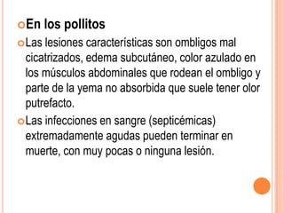En     los pollitos
 Las lesiones características son ombligos mal
  cicatrizados, edema subcutáneo, color azulado en
  los músculos abdominales que rodean el ombligo y
  parte de la yema no absorbida que suele tener olor
  putrefacto.
 Las infecciones en sangre (septicémicas)
  extremadamente agudas pueden terminar en
  muerte, con muy pocas o ninguna lesión.
 