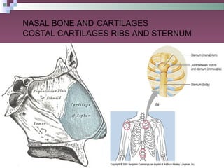 General Anatomy of Joints | PPT