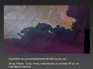 Superficie de aproximadamente 60.000 ha de mar 38 sp. Peces, 13 sp. Aves y reproducen y/o avistan 20 sp. de mamíferos marinos 