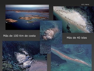 Más de 40 islas Más de 100 Km de costa @ G. Harris 