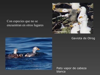 Con especies que no se encuentran en otros lugares Gaviota de Olrog Pato vapor de cabeza blanca P. García Borboroglu G. Harris 