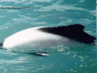 Muchas Gracias!!!!!!!!!!!!! 