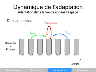 Dynamique de l’adaptationAdaptation dans le temps et dans l’espaceDans le temps:rcontemporainrfuturrpasséBactéries+PhagestempsEpidémiologieEvolutionAdaptationConclusions