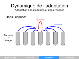 Dynamique de l’adaptationAdaptation dans le temps et dans l’espaceDans l’espace:rsympatriquerallopatriqueBactéries+PhagesEpidémiologieEvolutionAdaptationConclusions