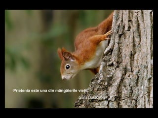 Prietenia este una din mângâierile vieţii.  –  Gala Galaction  