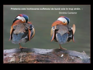 Prietenia este închisoarea sufletului de bună voie în trup străin . –  Dimitrie Cantemir  