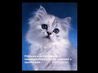 Prietenia este întotdeauna o responsabilitate plăcută, niciodată o oportunitate.  -  Kahlil Gibran   