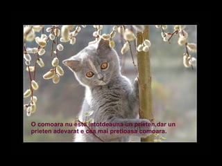 O comoara nu este intotdeauna un prieten,dar un prieten adevarat e cea mai pretioasa comoara.  