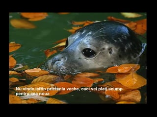 Nu vinde ieftin prietenia veche, caci vei plati scump pentru cea noua .  