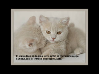 In viata,daca ai de ales intre suflet si frumusete,alege sufletul,caci el intrece orice frumusete.  