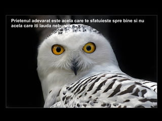 Prietenul adevarat este acela care te sfatuieste spre bine si nu acela care iti lauda nebuniile .  