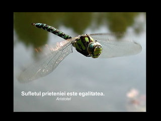 Sufletul prieteniei este egalitatea.   Aristotel 