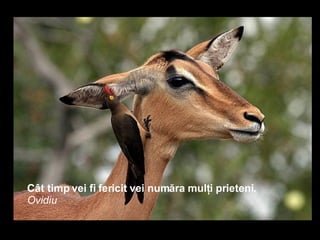 Cât timp vei fi fericit vei număra mulţi prieteni.   Ovidiu 
