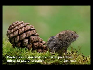 Prietenia unui om destept e mai de pret decat prietenia tuturor prostilor.   Democrit 