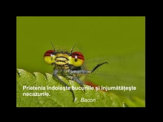 Prietenia îndoieşte bucuriile şi înjumătăţeşte necazurile.   F. Bacon 