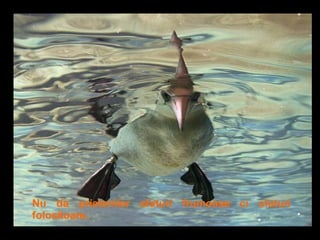 Nu da prietenilor sfaturi frumoase ci sfaturi folositoare . 