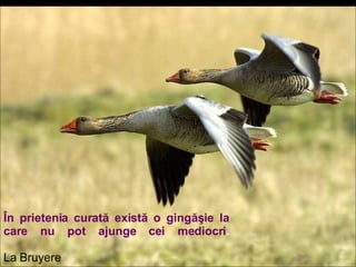 În prietenia curată există o gingăşie la care nu pot ajunge   cei mediocri .   La Bruyere 