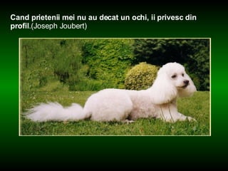 Cand prietenii mei nu au decat un ochi, ii privesc din profil .(Joseph Joubert)   