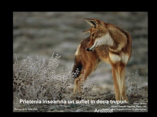 Prietenia inseamna un suflet in doua trupuri.  Aristotel 