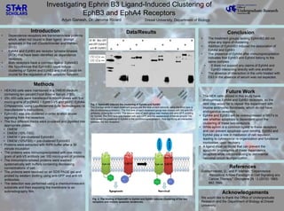 Eph B3
Investigating Ephrin B3 Ligand-Induced Clustering of
EphB3 and EphA4 Receptors
Drexel University, Department of BiologyArjun Ganesh, Dr. Jerome Ricard
Acknowledgements
References
Introduction
Methods
Data/Results Conclusion
Future Work
• Dependence receptors are transmembrane proteins
which, when not bound to their ligand, prompt
apoptosis in the cell (Goldschneider and Mehlen,
2010).
• EphA4 and EphB3 are receptor tyrosine kinases
(RTK) that have been identified as dependence
receptors.
• Both receptors have a common ligand: EphrinB3
• We hypothesize that EphrinB3 could induce
clustering of EphA4 and EphB3 and that it could be
crucial for the regulation of the apoptotic function.
• The HEK cells utilized in this study have
endogenous EphA4 and EphB3 receptors, so the
next step would be to repeat this experiment with
murine embryonic fibroblasts, which do not have
endogenous receptors.
• EphA4 and EphB3 will be overexpressed in MEFs to
see whether apoptosis is dependent upon the
clustering of these two receptors.
• While ephrin is a common ligand to these receptors
and can prevent apoptosis upon binding, EphB3 and
EphA4 play a role in mediation of cell repulsion,
leading to cytoskeletal re-organization and functional
morbidities upon recovery.
• A ligand must be found that can prevent the
apoptotic propensities of these dependence
receptors while not contributing to detrimental
neuronal circuit re-organization
Fig. 1. EphrinB3 induces the clustering of EphA4 and EphB3
The first two lanes in each treatment groups are the total protein extracts, while the third lane is
the co-immunoprecipitation. The first lane of each treatment group was treated with the anti-V5
antibody, probing for EphB3. The second lane of each group was treated with anti-GFP, probing
for EphA4. The third lane was treated with anti-GFP, and the appearance of bands around 150
kDA reveal the presence of EphA4 in the co-immunoprecipitation, thus signifying an interaction
between the two receptors.
• The treatment groups lacking EphrinB3 did not
show any signs of clustering
• Addition of EphrinB3 induced the association of
EphA4 and EphB3
• The presence of EphA4 after immunoprecipitation
indicates that EphB3 and EphA4 belong to the
same complex
• It does not support any claims of EphA4 and
EphB3 interacting directly with one another
• The absence of interaction in the cells treated with
EB3 in the absence of serum was not expected.
• HEK293 cells were maintained in a DMEM medium
containing ten percent Fetal Bovine Serum (FBS).
• 250,000 cells were transfected in 60mm plates with five
micro-grams of pcDNA3.1-EphB3-V5 and pBiFC-EphA4-
CrNplasmids, using Lipofectamine (Life Technologies) to
manufacturer’s instructions.
• EphrinB3 was pre-clustered in order to elicit proper
signaling from the receptors
• The four different media were prepared and pipetted into
appropriate plates:
• DMEM
• DMEM (10% FBS)
• DMEM + pre-clustered EphrinB3
• DMEM (10%FBS) + pre-clustered EphrinB3
• Proteins were extracted with RIPA buffer after a 30
minute incubation
• The proteins were immunoprecipitated with one micro-
gram of anti-V5 antibody per 100 micro-gram of proteins.
• The immunoprecipitated proteins were washed
systematically with buffers containing decreasing
concentrations of salt.
• The proteins were resolved on an SDS PAGE gel and
probed by western blotting using anti-GFP and anti-V5
antibodies.
• The detection was performed using a chemiluminescent
substrate and then exposing the membrane to an
autoradiography film.
We would like to thank the Office of Undergraduate
Research and the Department of Biology at Drexel
University.
EphrinB3
EphrinB3
Eph A4 Eph A4 Eph B3Eph B3
Eph B3
Apoptosis Survival
Fig. 2. The binding of EphrinB3 to EphA4 and EphB3 induces clustering of the two
receptors and inhibits apoptotic tendencies.
Goldschneider, D., and P. Mehlen. "Dependence
Receptors: A New Paradigm in Cell Signaling and
Cancer Therapy." Oncogene 29.13 (2010): 1865-
882. Web.
 
